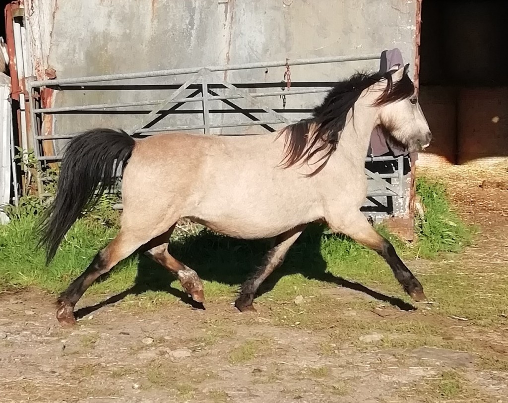 Tyrcanol Ponies Under Saddle « Tyrcanol Welsh Mountain Ponies